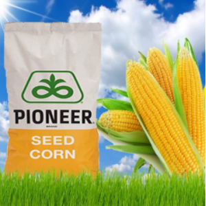 П8567 / P8567 АскоСтарт - кукуруза, 80 000 семян, Pioneer (Пионер) фото, цена